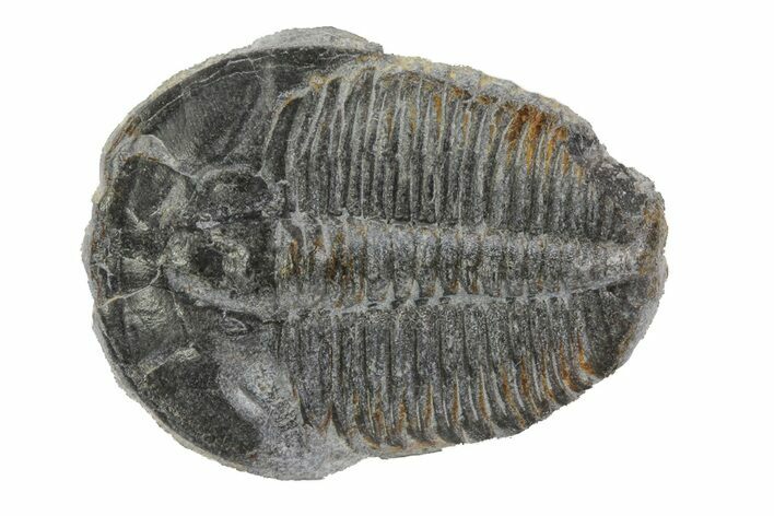 Elrathia Trilobite Fossil - Utah #79005